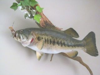 Vintage 18 " Largemouth Bass Taxidermy Drift Wood Fish Mount (ds722)
