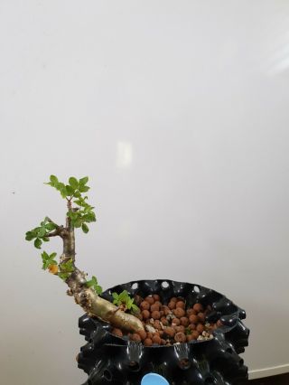 Commiphora gileadensis live biblical plant Rare 2