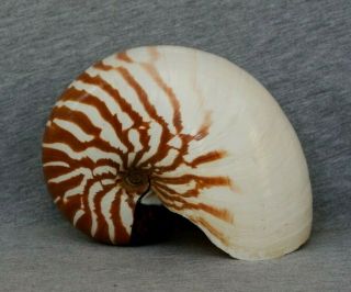 Nautilus Macromphalus.  Rare And Best