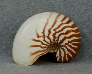 Nautilus macromphalus.  RARE AND BEST 2