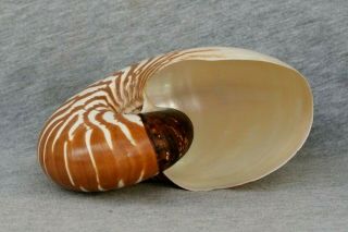 Nautilus macromphalus.  RARE AND BEST 5