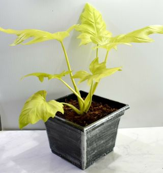Rare Philodendron Warscewiczii Aurea Flavum - GOLD LEAF Awesome aroid 10