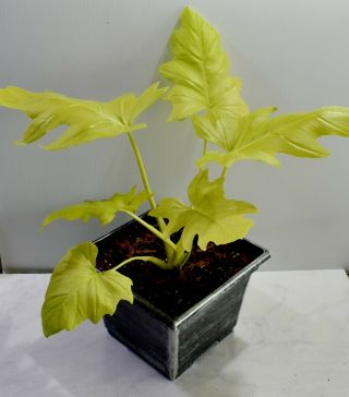 Rare Philodendron Warscewiczii Aurea Flavum - GOLD LEAF Awesome aroid 11
