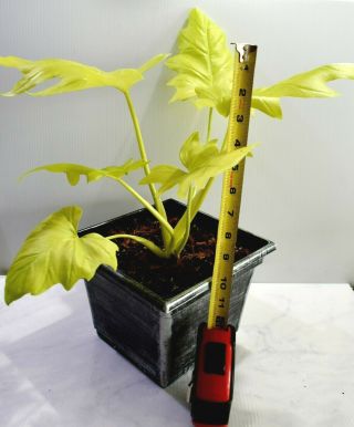 Rare Philodendron Warscewiczii Aurea Flavum - GOLD LEAF Awesome aroid 12