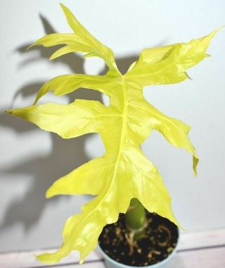Rare Philodendron Warscewiczii Aurea Flavum - Gold Leaf Awesome Aroid