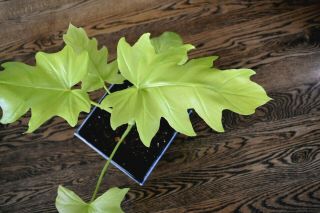 Rare Philodendron Warscewiczii Aurea Flavum - GOLD LEAF Awesome aroid 3