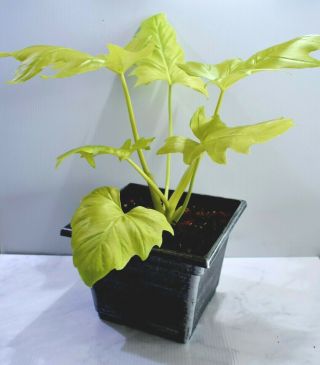 Rare Philodendron Warscewiczii Aurea Flavum - GOLD LEAF Awesome aroid 5