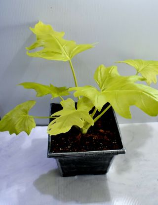Rare Philodendron Warscewiczii Aurea Flavum - GOLD LEAF Awesome aroid 6