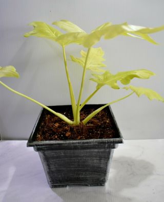 Rare Philodendron Warscewiczii Aurea Flavum - GOLD LEAF Awesome aroid 7