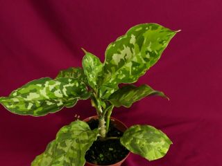 Aglaonema Pictum Tricolor Multiple Offsets Rare Aroid Terrarium Plant 4 