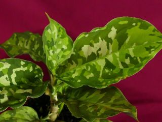 Aglaonema Pictum Tricolor Multiple Offsets Rare Aroid Terrarium Plant 4 " Pot