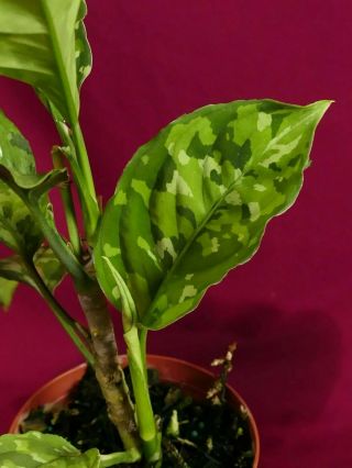 Aglaonema Pictum Tricolor Multiple Offsets Rare Aroid Terrarium Plant 4 