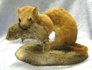 Vintage Weasel Ermine Taxidermy Small Animal Taxidermy Mount Art Wildlife