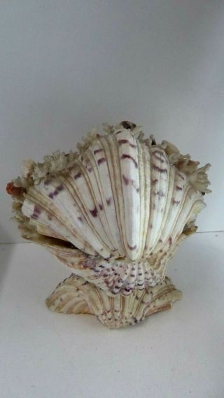 VINTAGE KITSCH CLAM SHELL DECORATIVE ARTS CRAFTS SHELL LAMP MID CENTURY 3