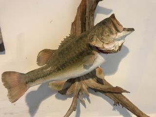 Giant Vintage Real Skin Bass Mount On Drift Wood Trophy Size