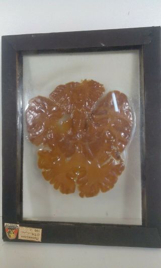 Vintage Real Human Brain Slice Wet Specimen Taxidermy Biology Autopsy