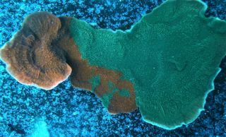 Grafted Montipora 8 " Size Colony Ultra Color Rare Live Coral Wysiwyg