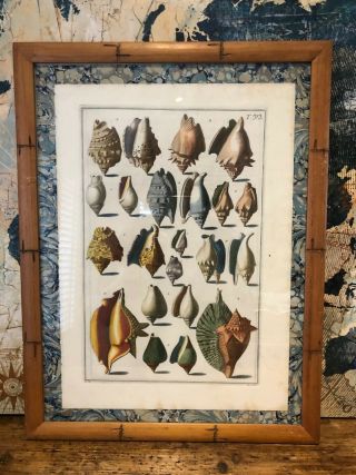 Antique French Print Sea Shells Bamboo Frame Antique Mat 3 Of 3.