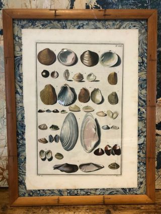 Antique French Print Sea Shells Bamboo Frame Antique Mat 2 Of 3.