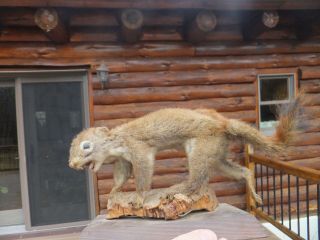 Vintage Red Squirrel Taxidermy 10 " Long Open Mouth With Teeth