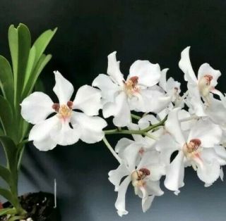 Vanda Barnesii Flowering Size Very Rare