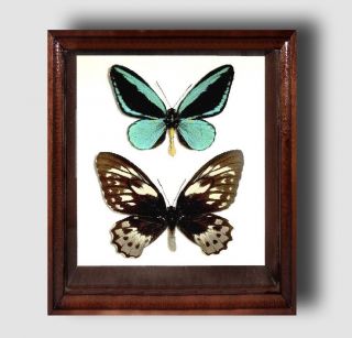 Ornithoptera Aesacus Pair In The Frame Of Expensive Breed Of Real Wood.  Rare