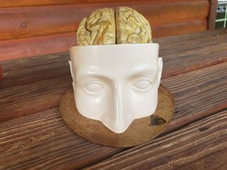 Vintage Denoyer Geppert Head W/ Brain Model