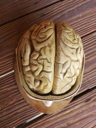 Vintage Denoyer Geppert Head w/ Brain Model 2