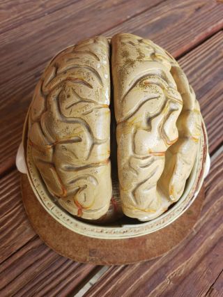 Vintage Denoyer Geppert Head w/ Brain Model 4