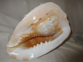 Vintage Large Queen Conch Shell Souvenir 9 " Large