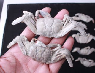 14Pcs Rare preciou Crab Fossil specimen Madagascar 10