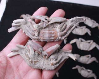 14Pcs Rare preciou Crab Fossil specimen Madagascar 11