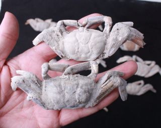 14Pcs Rare preciou Crab Fossil specimen Madagascar 2