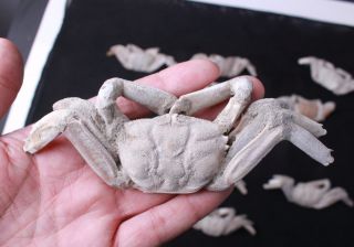 14Pcs Rare preciou Crab Fossil specimen Madagascar 3