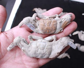 14Pcs Rare preciou Crab Fossil specimen Madagascar 4