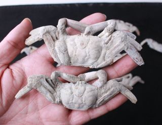 14Pcs Rare preciou Crab Fossil specimen Madagascar 5