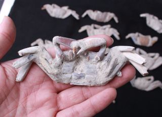 14Pcs Rare preciou Crab Fossil specimen Madagascar 6