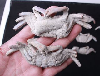14Pcs Rare preciou Crab Fossil specimen Madagascar 7