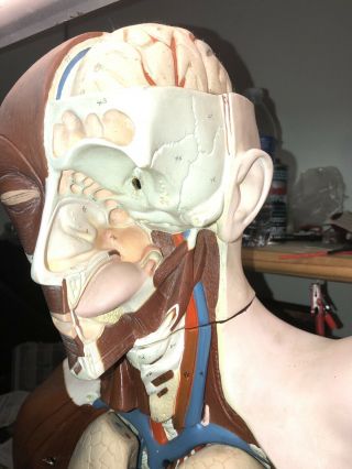Denoyer Geppert Life Size Human Torso Anatomy Model Vintage 6