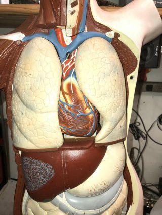 Denoyer Geppert Life Size Human Torso Anatomy Model Vintage 7