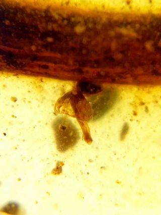 Very Rare Mushroom In Burmite Insect Fossil Amber Insect Cretaceous Myanmar