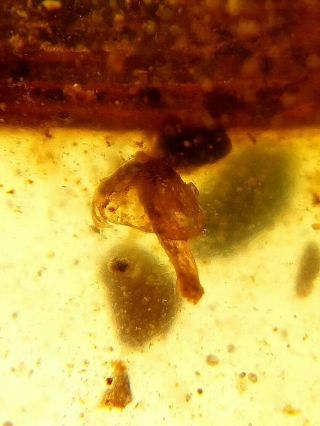 very rare mushroom in burmite insect fossil amber insect Cretaceous Myanmar 2