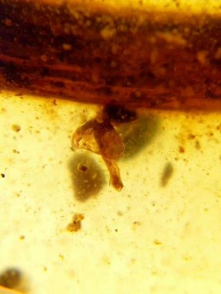 very rare mushroom in burmite insect fossil amber insect Cretaceous Myanmar 3