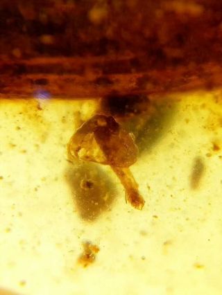 very rare mushroom in burmite insect fossil amber insect Cretaceous Myanmar 4
