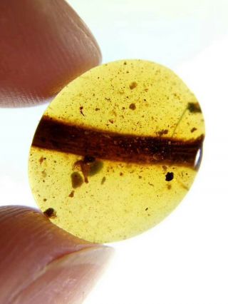 very rare mushroom in burmite insect fossil amber insect Cretaceous Myanmar 5