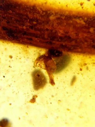 very rare mushroom in burmite insect fossil amber insect Cretaceous Myanmar 6