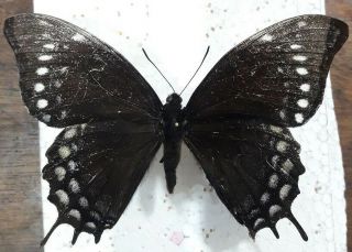 Lepidoptera/papilionidae/papilio Warscewiczii Mercedes Female Rare Cusco - Peru