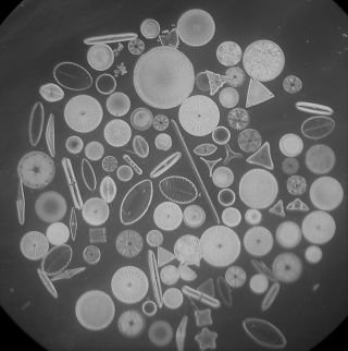 Antique / Vintage Microscope Slide.  100 Arranged Diatoms