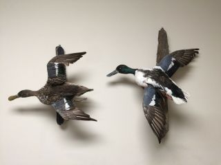 Taxidermy Waterfowl Mounted Shoveler Spoonbill Mounted Pair Vintage Estate Find