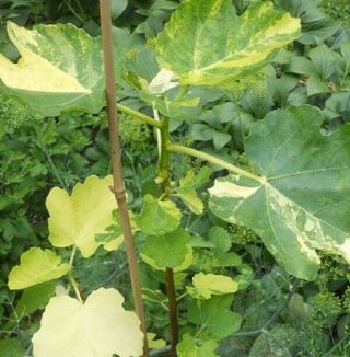 Very Rare Fig Tree " Jolly Tiger " - 2 Cuttings - Variegated Branches - Pictured